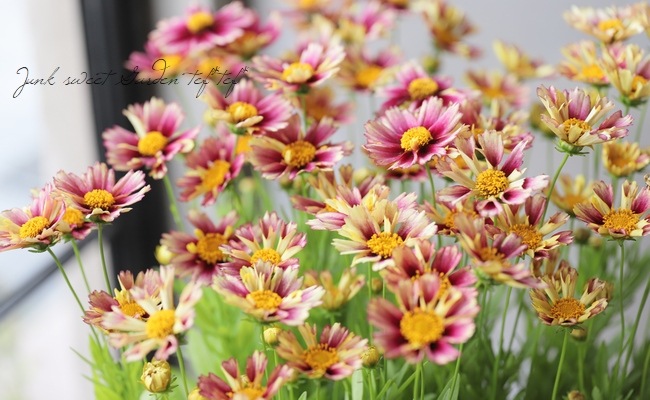 コレオプシス・ソランナ 『サンセットバースト』 | すべての商品