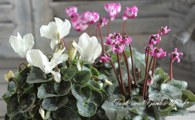 10_000000016561.jpg?1633600290