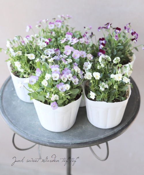 ○ビオラ・ビオレッタ 『ミニチュアビンテージ』 | すべての商品