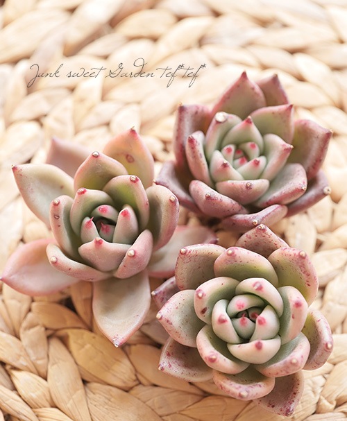 多肉植物　韓国苗　オールドエッグ　抜き苗 多肉植物】 『オールドエッグ』エケベリア属 韓国苗 | すべての商品