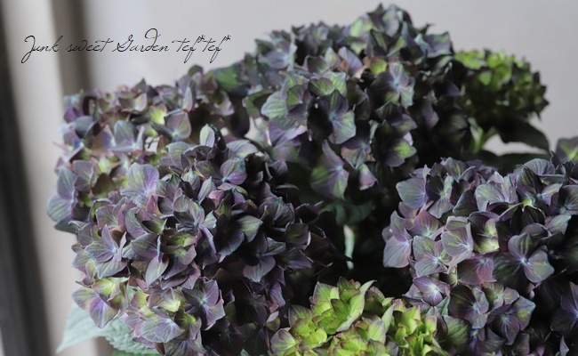 【花苗】4鉢限定　紫陽花　マジカルチョコレート　② 特大花　正規品　タグ付き 紫陽花 マジカルシリーズ 『チョコレート』 | すべての商品