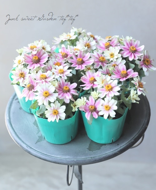 ジニア・プロフュージョン 『チェリーバイカラー』 | すべての商品