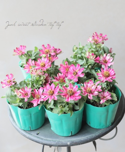 ジニア プロフュージョン チェリーバイカラー すべての商品 Junk Sweet Garden Tef Tef