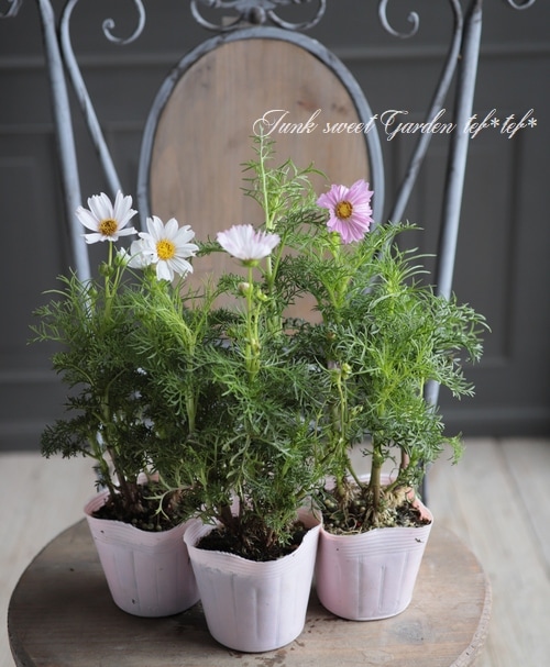 コスモス 景観用コスモス・センセーション 混合| 種・苗・ガーデニング用品の