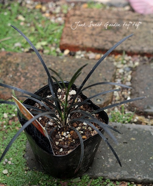 �֥�å����ɥ��饹����ε���إ�����奦��