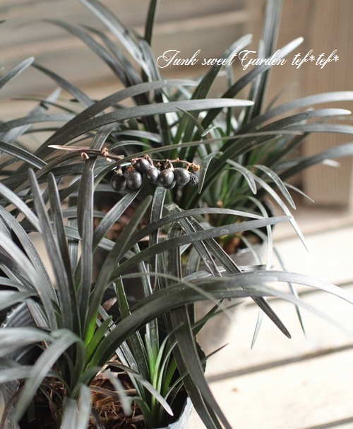 �֥�å����ɥ��饹����ε���إ�����奦��