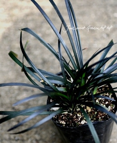 �֥�å����ɥ��饹����ε���إ�����奦��