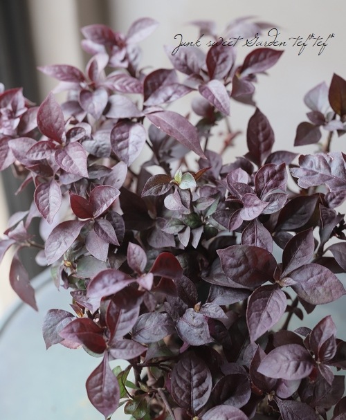 ����ƥ�ʥ󥻥顡�إ֥�å���ӡ���