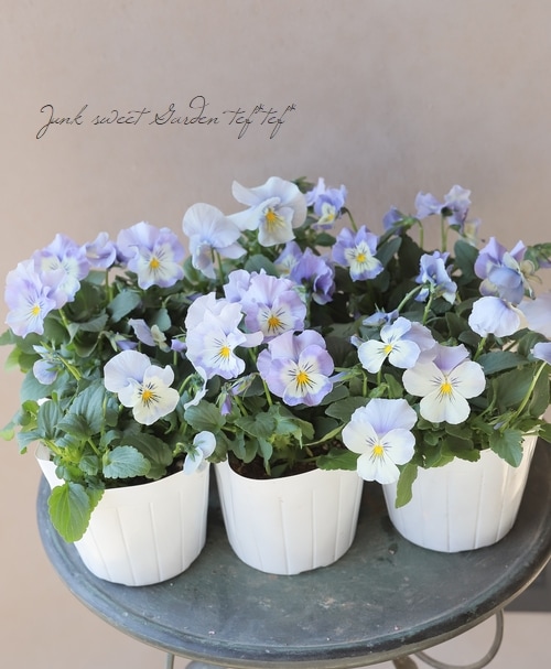 ◇パンジー・プティシャトン 『アクアリップル』 | すべての商品