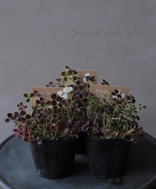 ߤȱݥ󥸥륯С إƥߥ