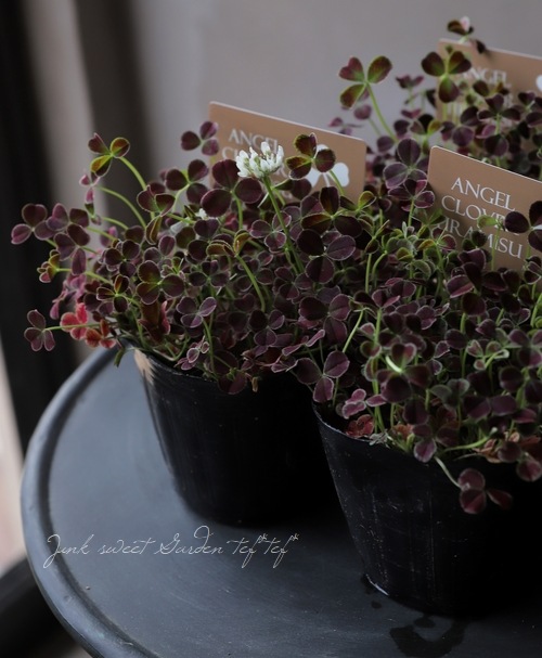 ߤȱݥ󥸥륯С إƥߥ