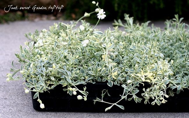 斑入りシレネ・ユニフローラ 『バリエガータ』 | すべての商品