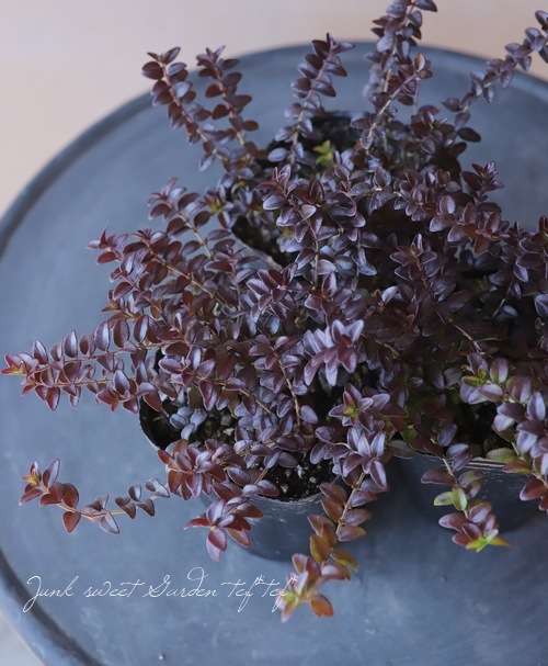 ���˥��顦�˥ƥ��� �إХ��å��󥹡�