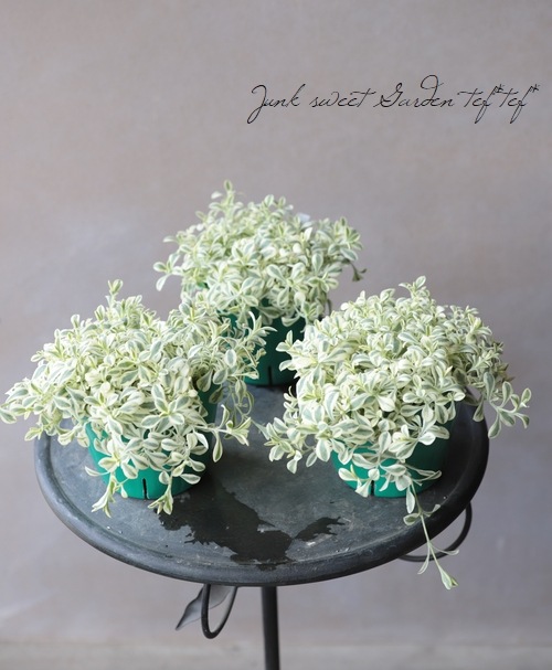 ����͡��إ��������ԥ���ۥ磻�ȡ�