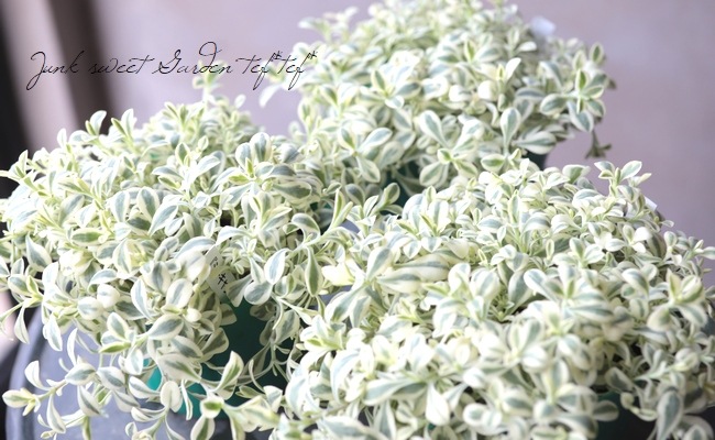 ����͡��إ��������ԥ���ۥ磻�ȡ�