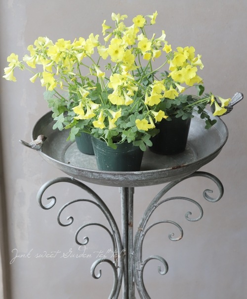 オキザリス 『セルヌア』 | すべての商品 | | Junk sweet Garden tef*tef*