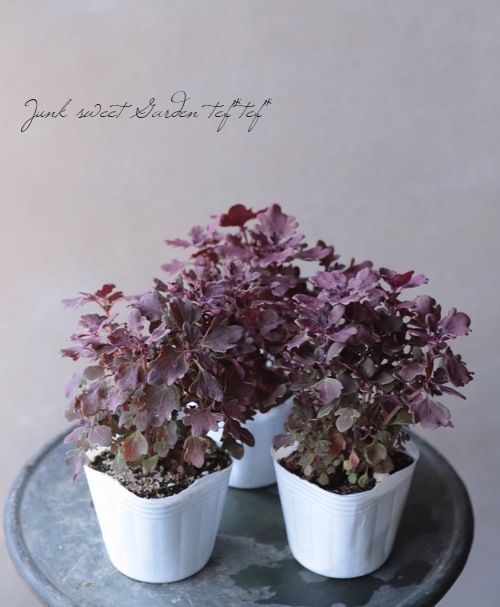 ���ܷϥ��ꥦ�����إ֥饦������꡼��