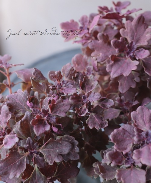 ���ܷϥ��ꥦ�����إ֥饦������꡼��