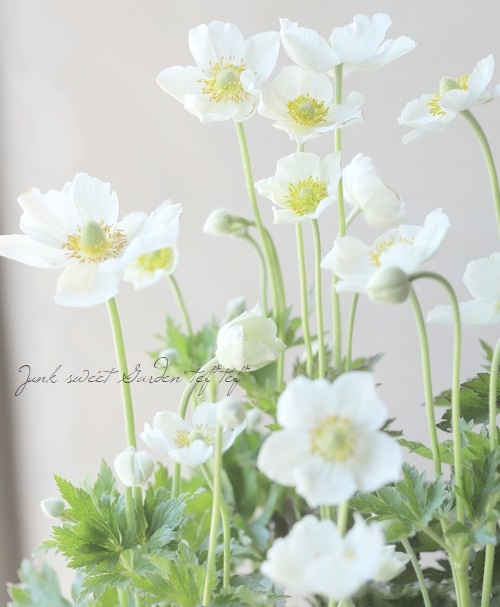 春明菊・ジャパニーズアネモネ 『フェザークイーン 』 | すべて