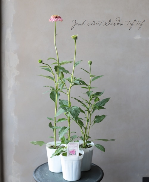 エキナセア TSメリクロン矮性シリーズ 『パルミラ』 希少！ | すべて