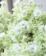 Ȭź餭ڥ˥إޥ꡼