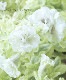 Ȭź餭ڥ˥إޥ꡼