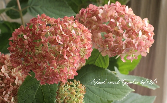 紫陽花アナベル 『ピンクアナベル2』 NCHA2 | Flower Species