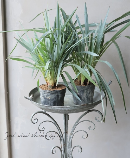 yorozuya　ディアネラ　ブルー　ストリーム　７号　6鉢セット Amazon.co.jp: ディアネラ(キキョウラン) ブルーストリーム 3.5号