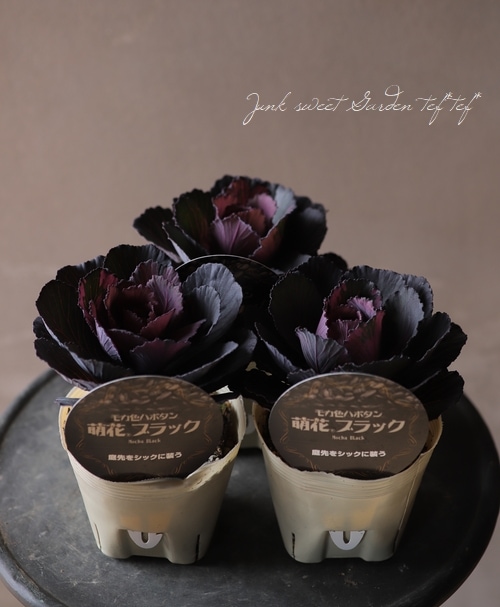 葉牡丹　萌花ブラックの寄植え花 □葉牡丹 『萌花ブラック』 1本立ち | すべての商品 | | Junk sweet