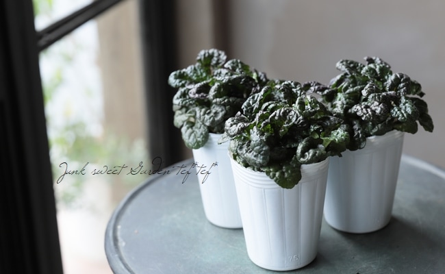 �����奬���إ᥿�ꥫ���ꥹ�ѡ�