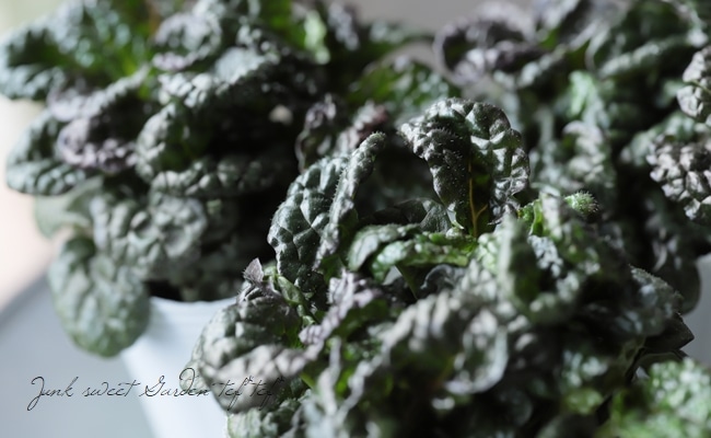 �����奬���إ᥿�ꥫ���ꥹ�ѡ�