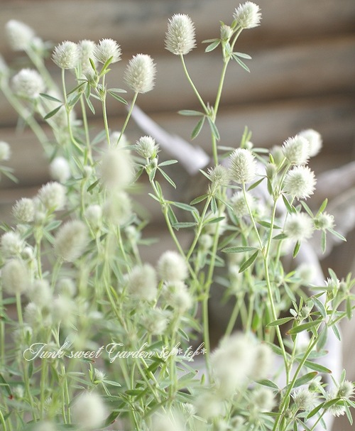 激レア　Fairy Garden Trifolium jsk 激レア Fairy Garden Trifolium jsk