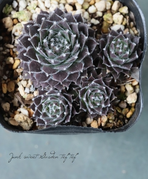 センペルビウム　jubiliee ジュビリー　② 多肉植物】センペルビウム『シルバージュビリー』 | Leaf Species,多肉