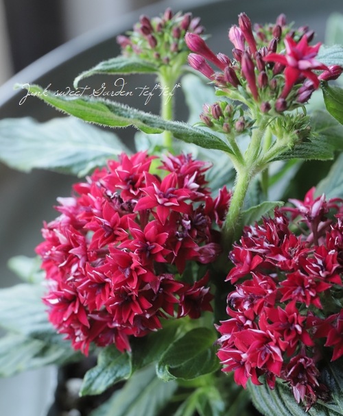 �ڥ󥿥���Ȭ�ź餭�饤�����إ�åɡ�