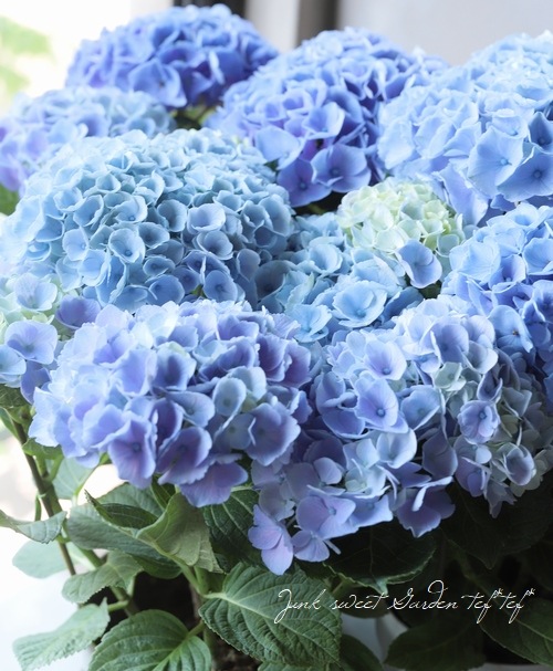 秋色紫陽花品種 西安 シーアン ブルー すべての商品 Junk Sweet Garden Tef Tef 秋色紫陽花品種 西安 シーアン ブルー すべての商品 Junk Sweet Garden Tef Tef