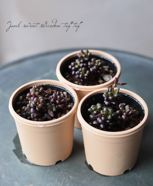 アナカンプセロス属　ルベルシー　抜き苗 アナカンプセロス属 ルベルシー 抜き苗 - メルカリ