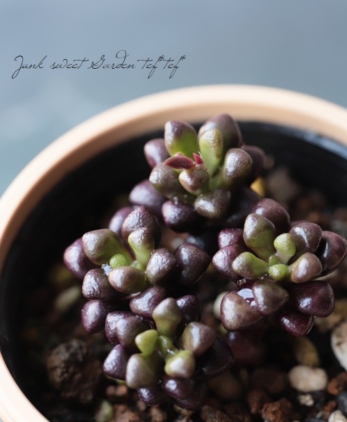 アナカンプセロス属　ルベルシー　抜き苗 多肉植物】 『ルベルシー』 アナカンプセロス属 いとうぐりーん