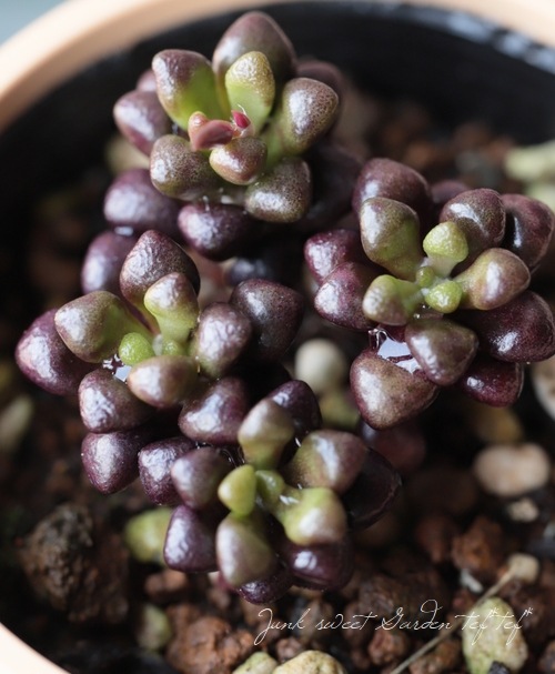 多肉植物】 『ルベルシー』 アナカンプセロス属 いとうぐりーん