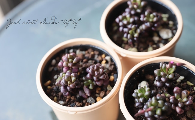 多肉植物】 『ルベルシー』 アナカンプセロス属 いとうぐりーん