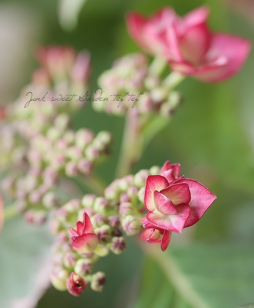 斑入り山紫陽花『陽炎 -カゲロウ-』 | すべての商品 | | Junk sweet