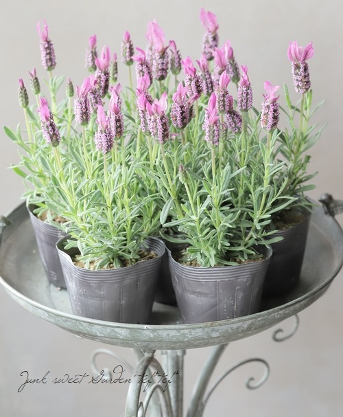 フレンチラベンダー 『ピンクスター』 | すべての商品 | | Junk sweet