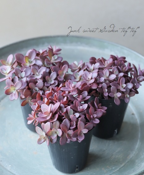 多肉植物】ハイブリット耐寒性-25℃！セダム・サンスパークラー