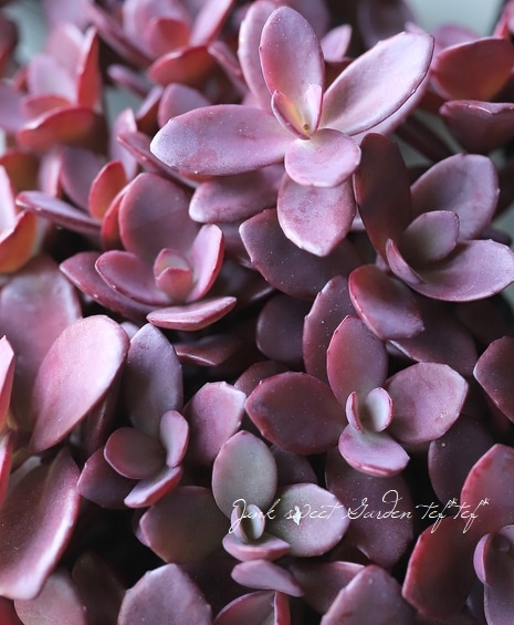 ❣️札付き 多肉植物　セダム　★サンスパークラー４苗セット★　抜き苗 ❣️札付き 多肉植物 セダム ☆サンスパークラー4苗セット☆ 抜き苗