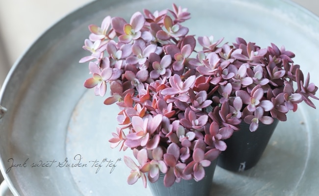 多肉植物】ハイブリット耐寒性-25℃！セダム・サンスパークラー