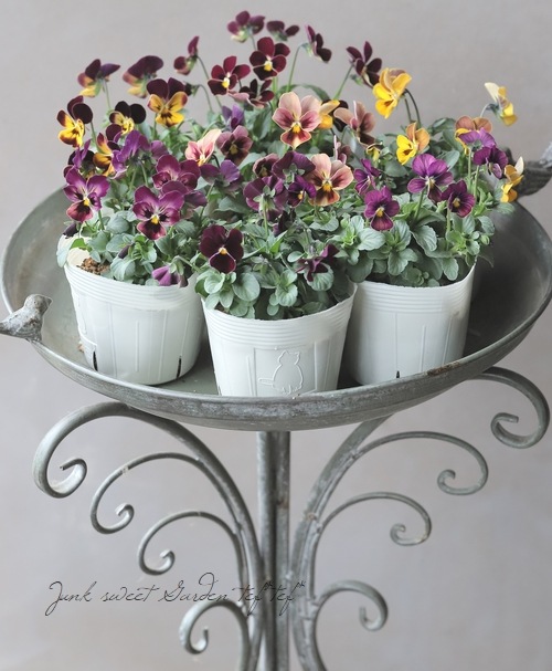 ○【高澤さんオリジナル】 ビオラ 『トワイライト』 【B】 | すべての