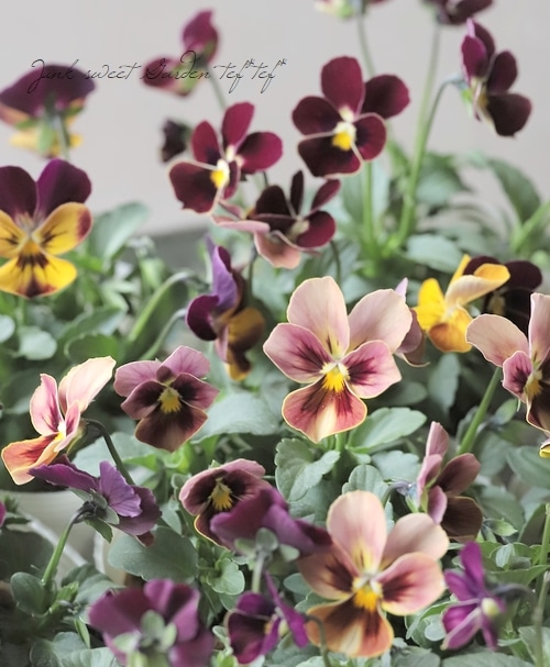 ○【高澤さんオリジナル】 ビオラ 『トワイライト』 【B】 | すべての