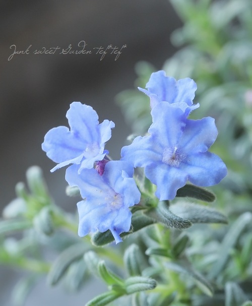 ミヤマホタルカズラ 『むらさき小花』 | すべての商品 | | Junk sweet