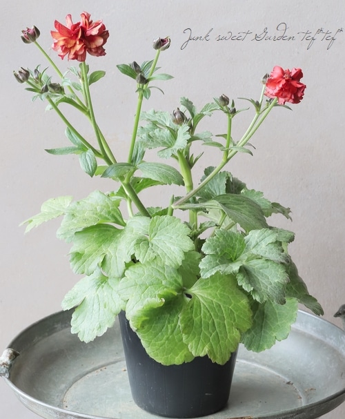 ラナンキュラス ラックス ハデス キメラ ラナンキュラスラックス