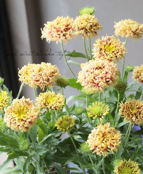 ガイラルディア・ガリア 『コーラルスパーク』 | すべての商品