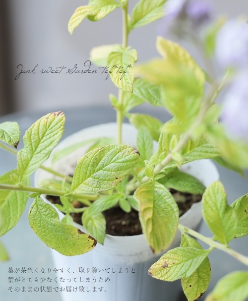 إꥪȥ إ饤 إǥ󥰥